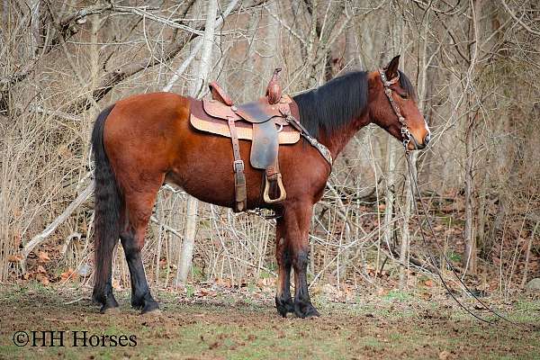 working-cat-percheron-horse