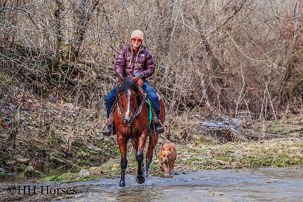 all-around-percheron-horse