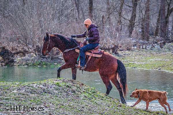 athletic-percheron-horse