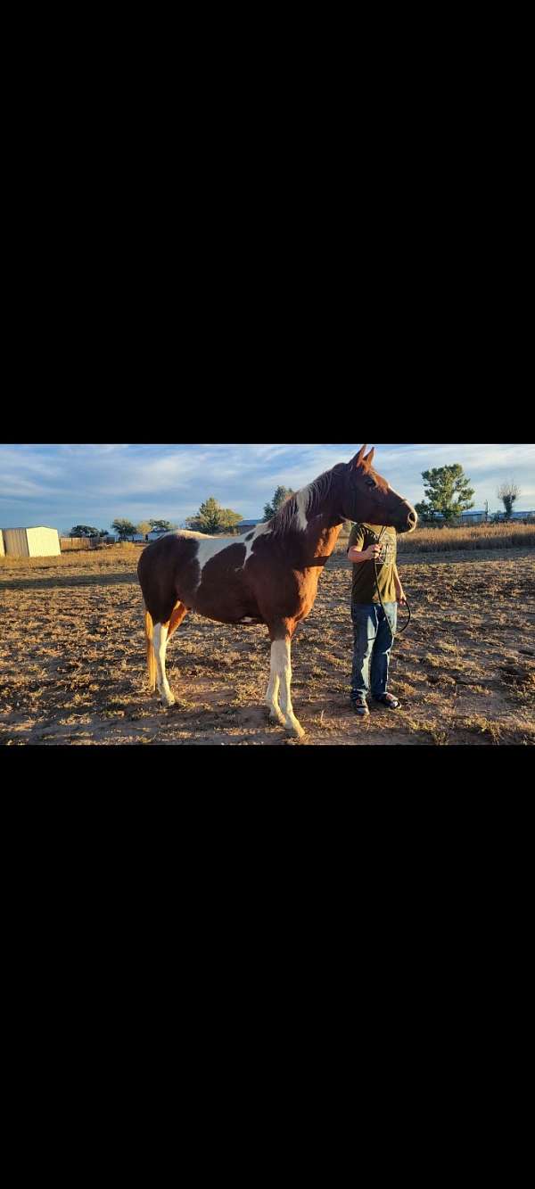 barrel-gymkhana-gelding