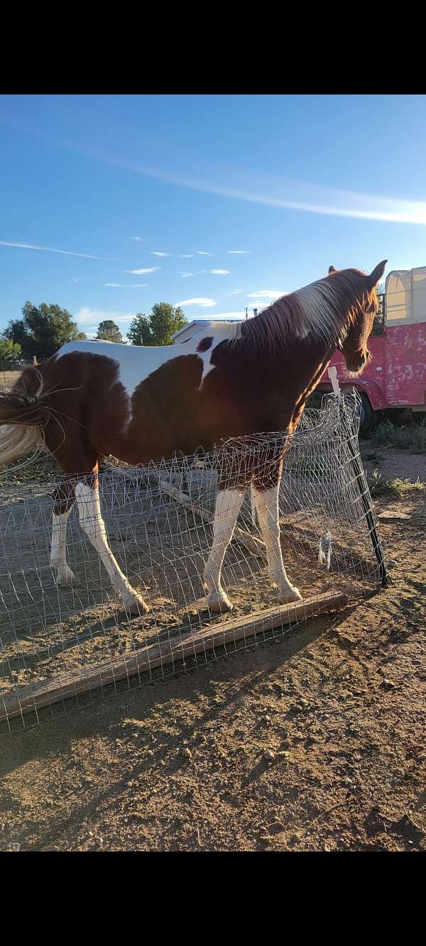 barrel-gymkhana-horse