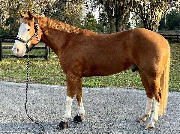 quarter-horse-for-sale