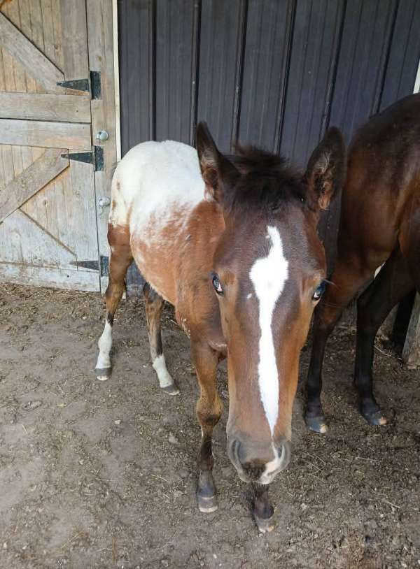 double-registered-mare-weanling