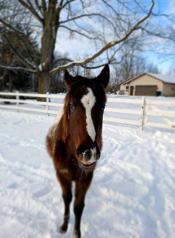 appaloosa-filly