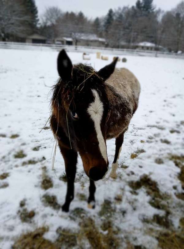 appaloosa-horse-for-sale