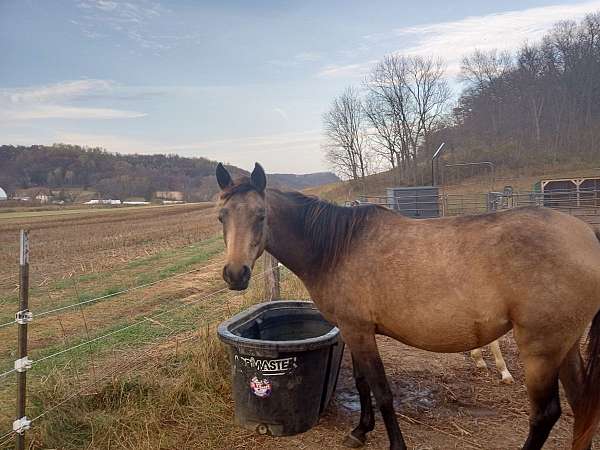 arab-quarter-pony