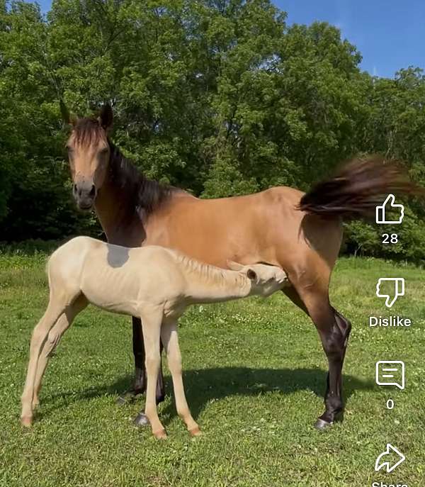 buckskin-mare-quarter-pony