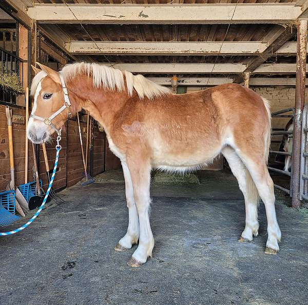 halter-project-yearling