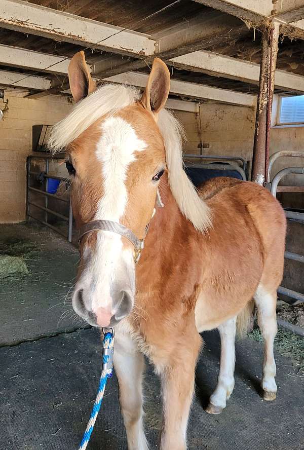 haflinger-filly