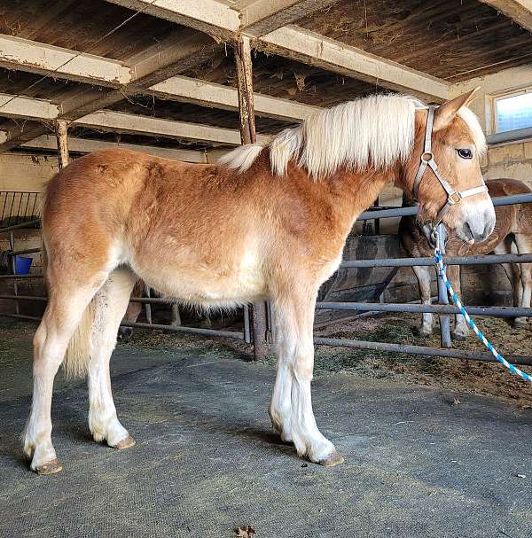 haflinger-yearling