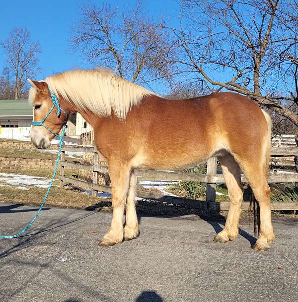 haflinger-mare