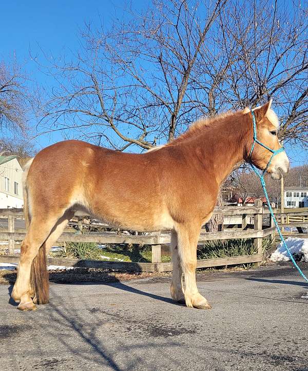 haflinger-horse-for-sale