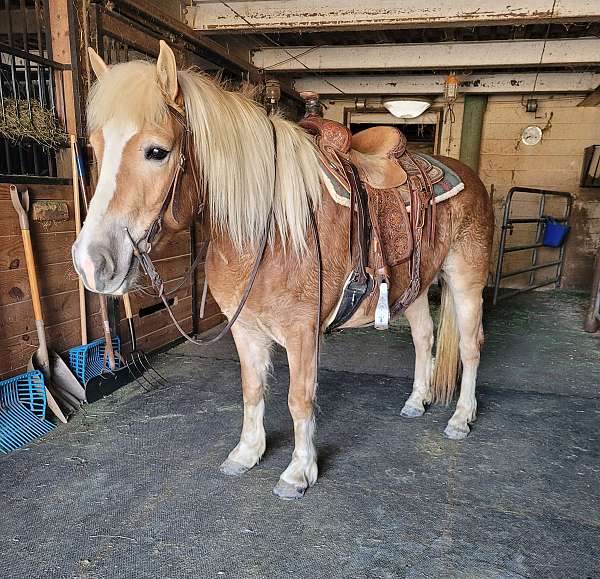 haflinger-horse