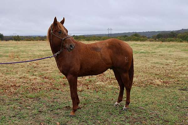 quarter-horse-stallion