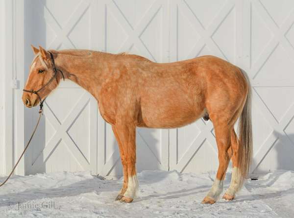 all-around-quarter-horse