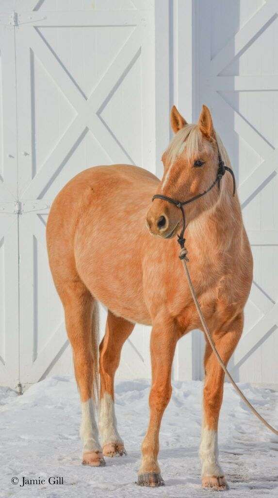 athletic-quarter-horse