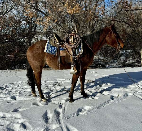 all-around-quarter-horse