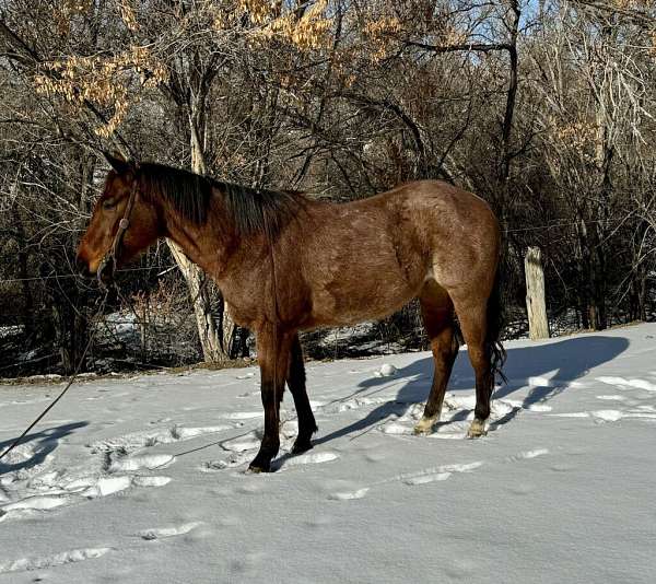 calf-roping-quarter-horse