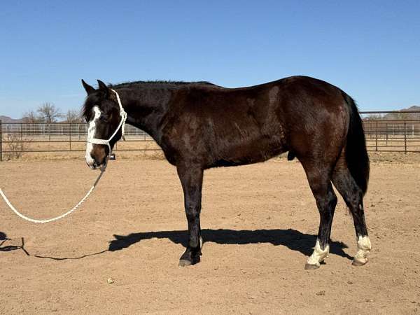 -0-hand-quarter-horse-gelding