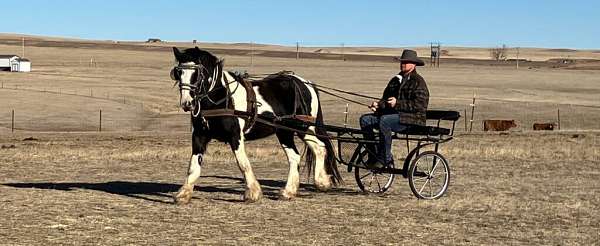 all-around-gypsy-vanner-horse