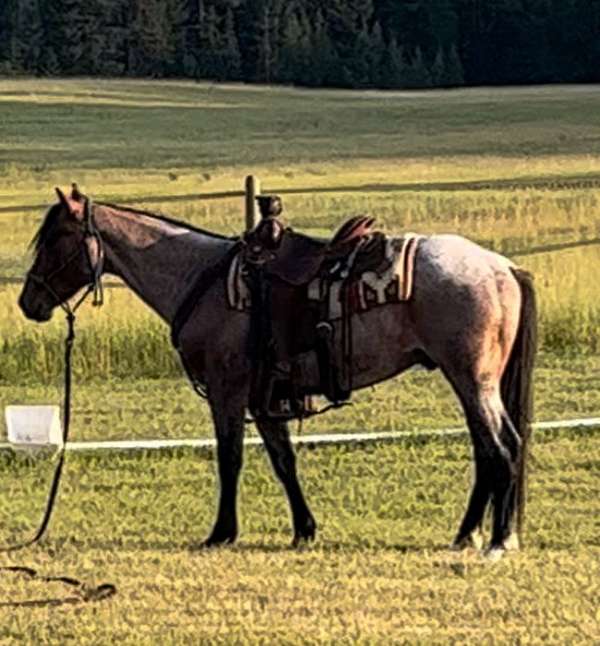 all-around-draft-horse