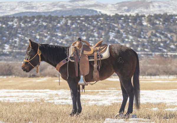 all-around-quarter-horse