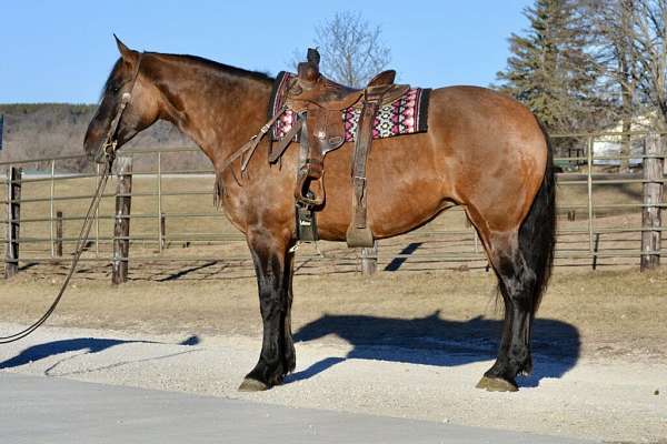 all-around-friesian-horse