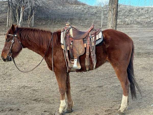 all-around-appaloosa-horse