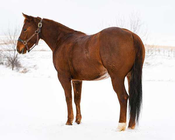 all-around-quarter-horse