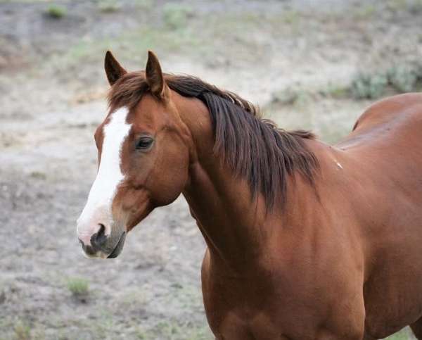 all-around-quarter-horse