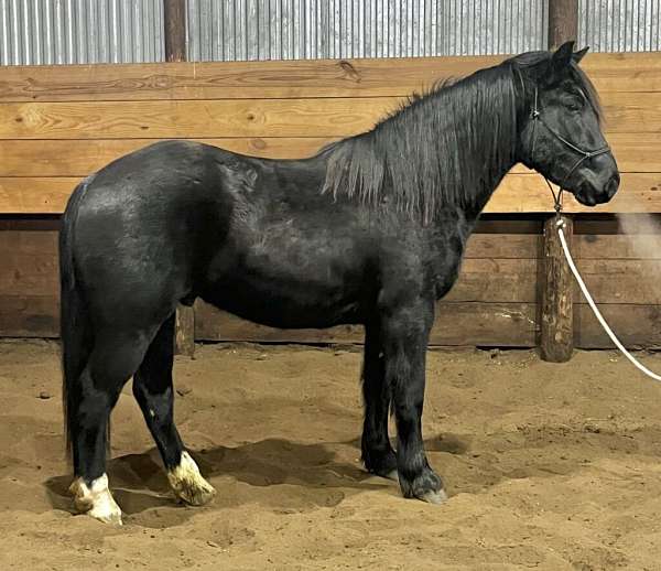 all-around-percheron-horse