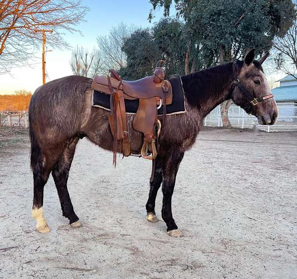 all-around-quarter-horse