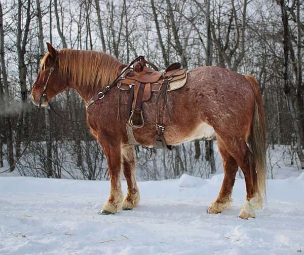 all-around-draft-horse