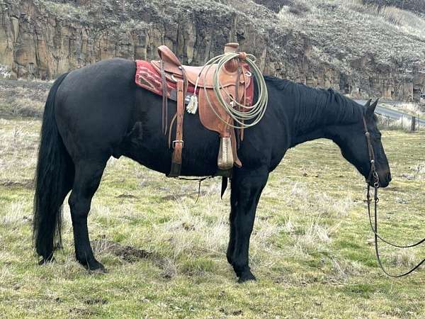 all-around-draft-horse