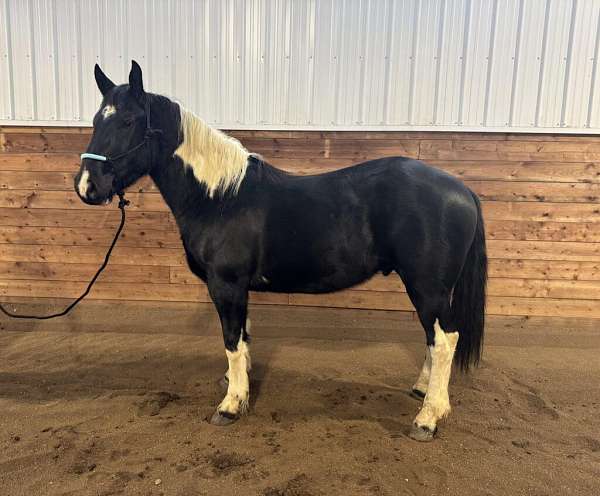 all-around-percheron-horse