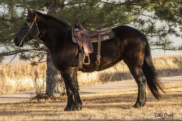 all-around-percheron-horse