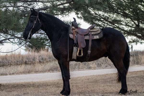 all-around-draft-horse