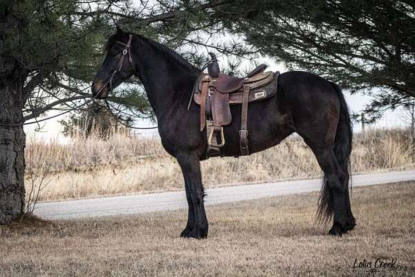 all-around-draft-horse