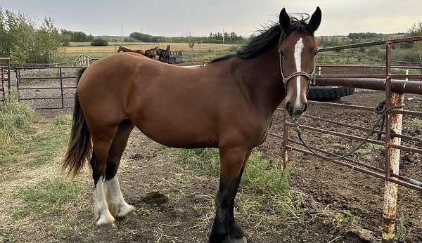 all-around-clydesdale-horse