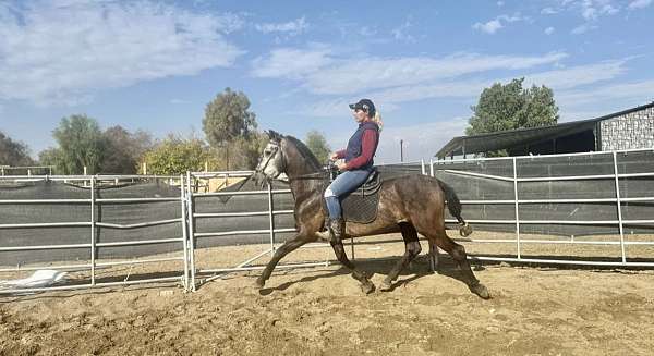 andalusian-horse-for-sale