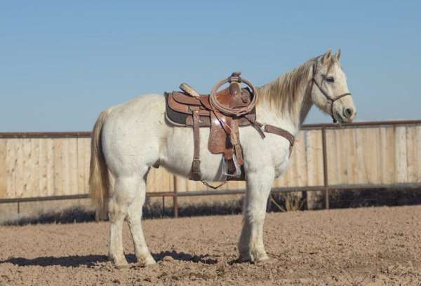 jackie-bee-gelding