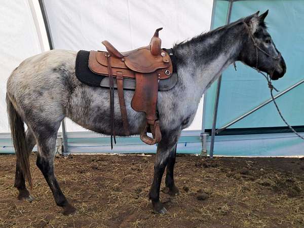 all-around-appaloosa-horse