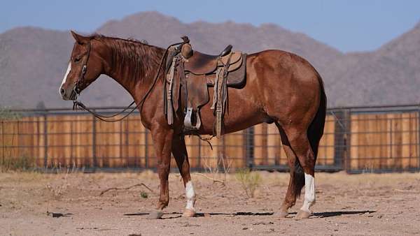 all-around-quarter-horse