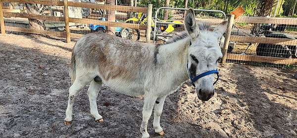 donkey-for-sale