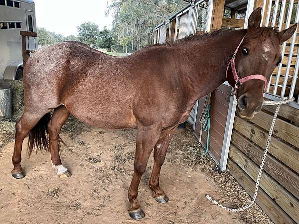 quarter-horse-for-sale