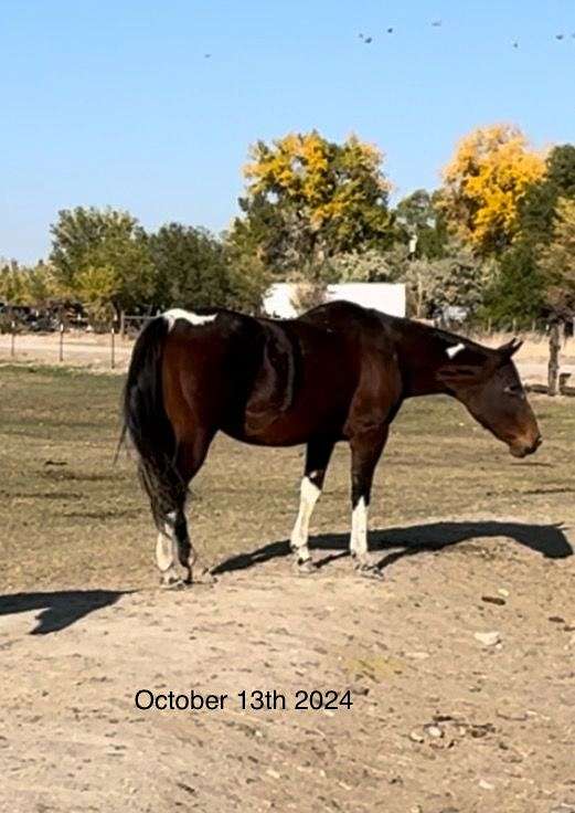 roan-homozygous-tobiano-horse