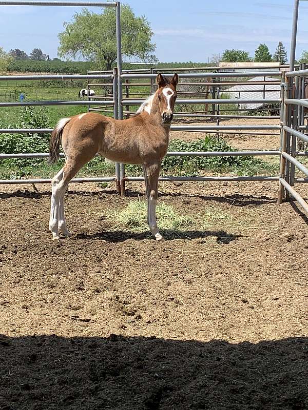 blue-roan-apha-broodmare