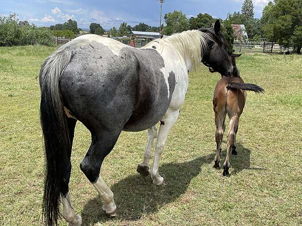 dun-apha-broodmare