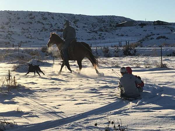 calf-roping-quarter-horse