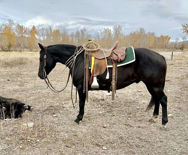 all-around-quarter-horse